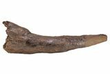 Fossil Triceratops Brow Horn - Montana #206508-12